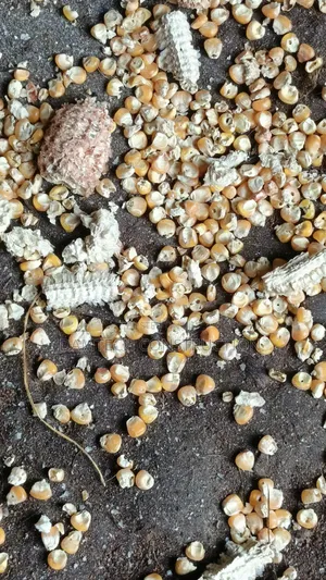 Corn Thresher or Corn Peller