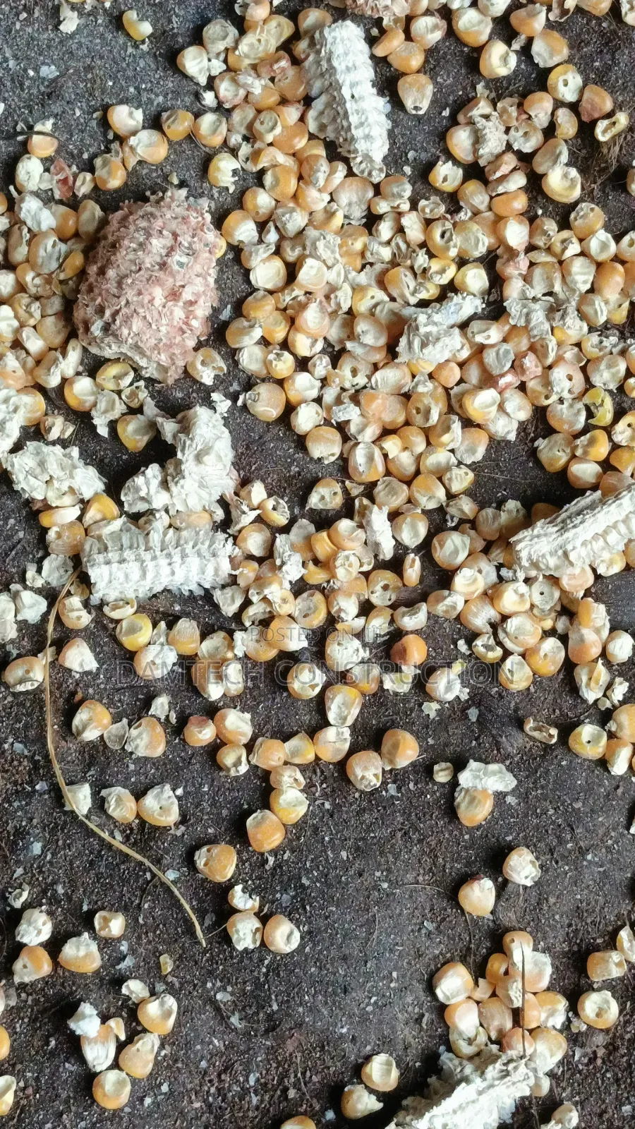Corn Thresher or Corn Peller