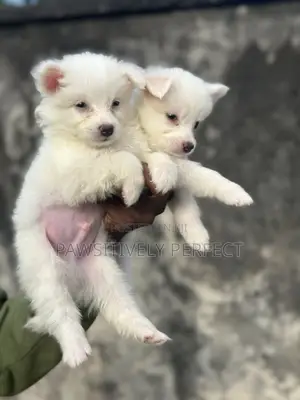 1-3 months Male Purebred American Eskimo