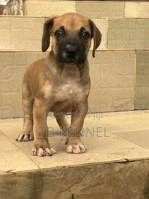 1-3 months Male Purebred Boerboel