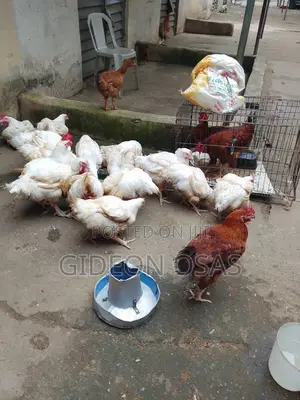 Chicken Broiler