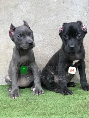 1-3 months Female Purebred Cane Corso