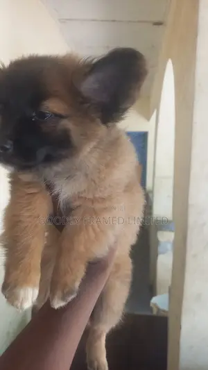 1-3 months Male Purebred Dog
