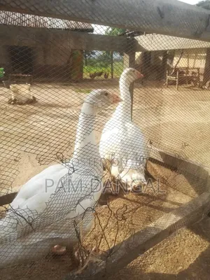 Healthy Geese