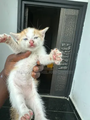 1-3 months Female Mixed Breed American Shorthair