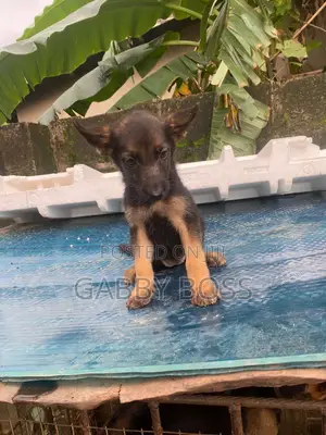 1-3 months Female Purebred German Shepherd