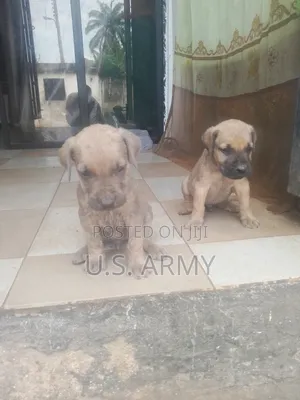 1-3 months Male Purebred Bullmastiff