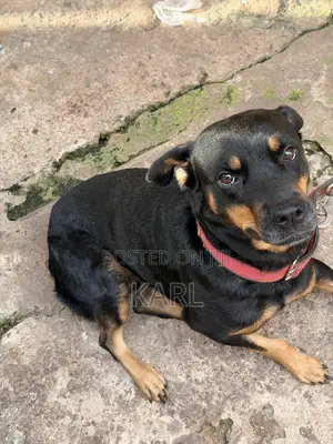 1+ year Female Purebred Rottweiler
