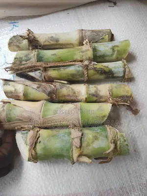 Super Napier Cuttings