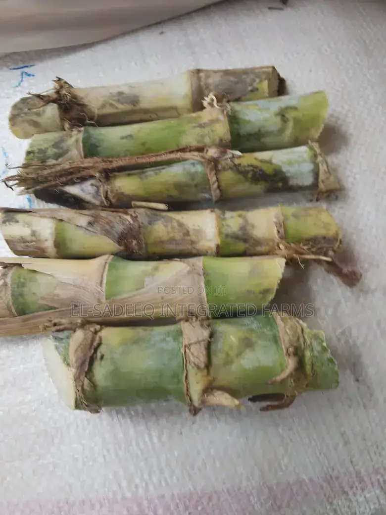 Super Napier Cuttings
