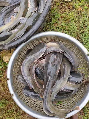 Catfish and Bangaccious Fish