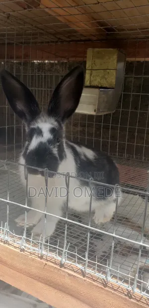 Foreign and Exotic Rabbits Available