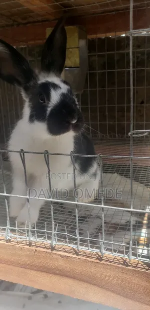 Foreign and Exotic Rabbits Available