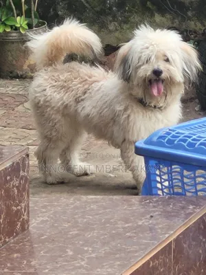 1+ year Male Purebred Lhasa Apso