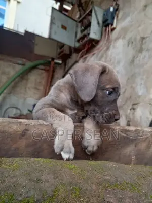 1-3 months Male Purebred Boerboel