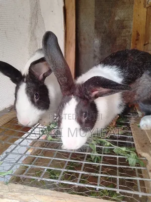 Black And White Rabbit