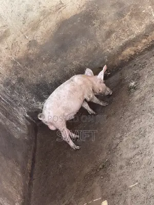 Pigs for Sale!