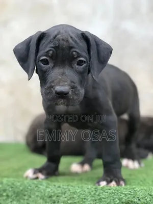 1-3 months Female Purebred Cane Corso