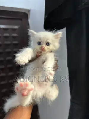 1-3 months Female Purebred Persian