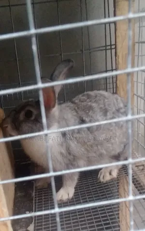 Rabbits for Sale