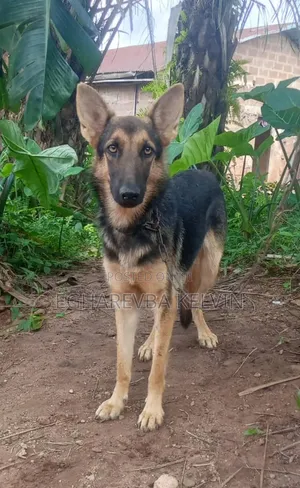 6-12 months Female Purebred German Shepherd