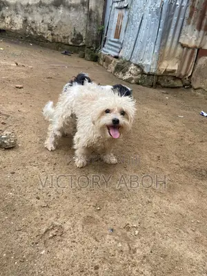 1+ year Female Purebred Lhasa Apso