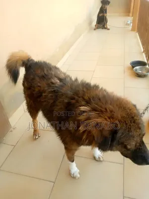 1+ year Male Mixed Breed Caucasian Shepherd