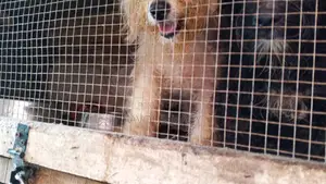 3-6 months Male Purebred Lhasa Apso