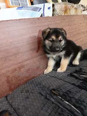 1-3 months Male Purebred German Shepherd