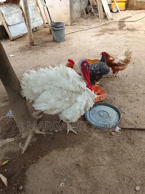 Matured Male Turkey