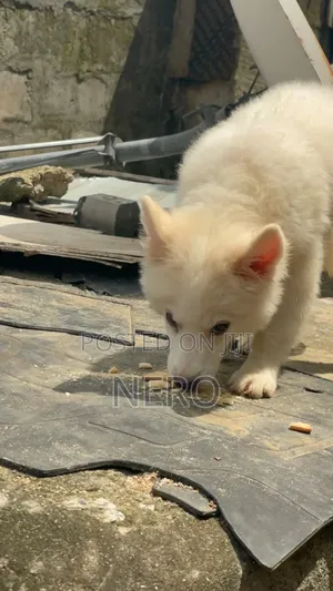 1-3 months Female Purebred American Eskimo