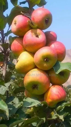 Apple Tree