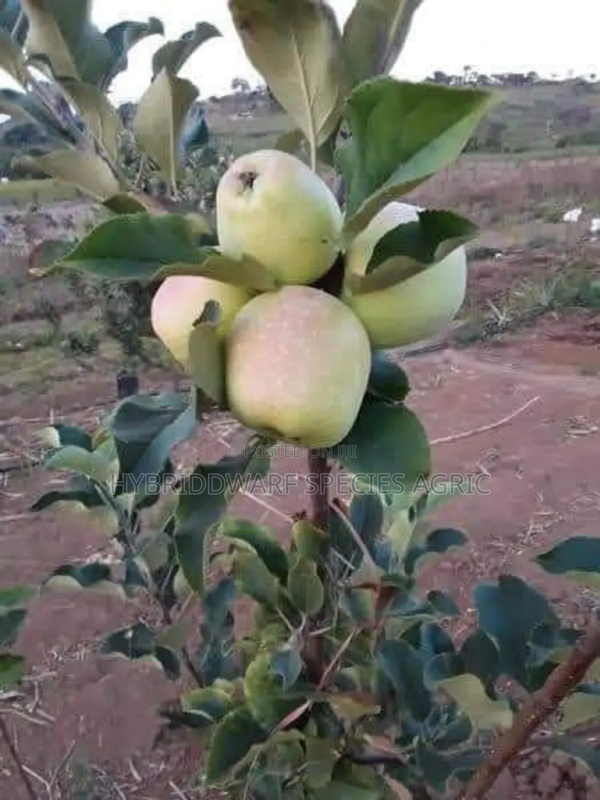 Apple Tree