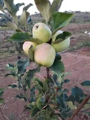 Apple Tree