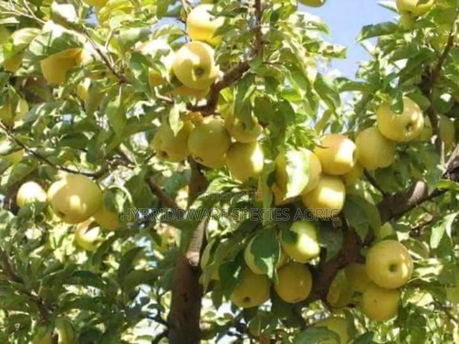 Apple Tree