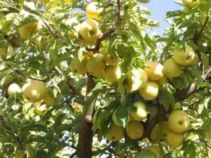 Apple Tree