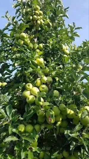 Apple Tree