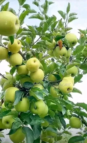 Apple Tree