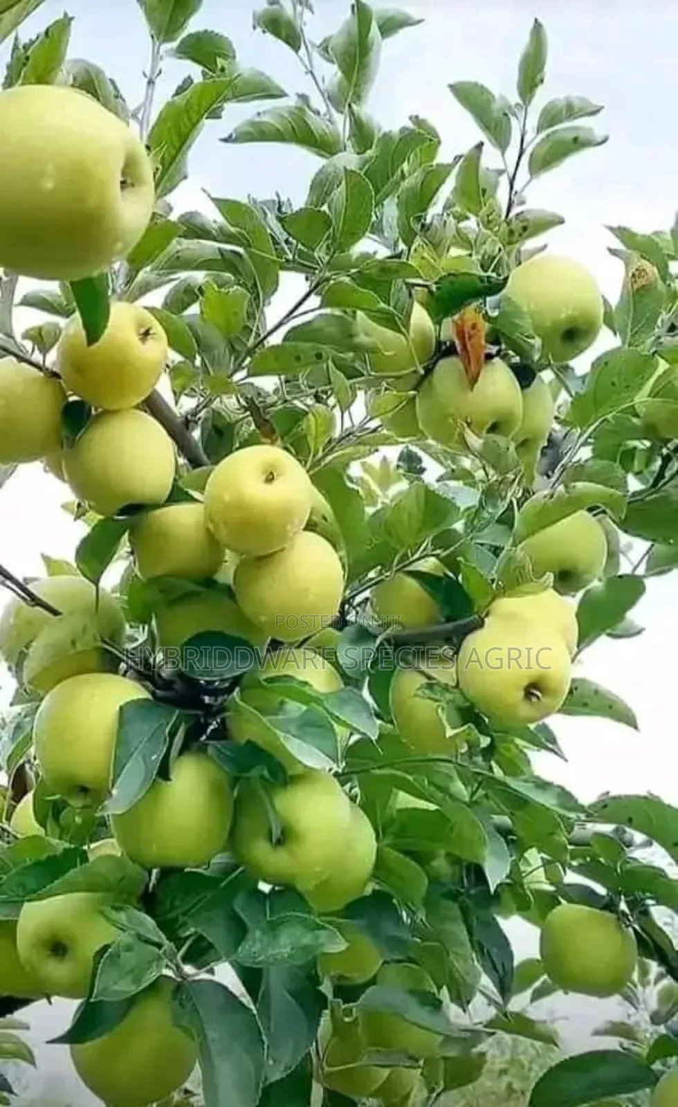 Apple Tree
