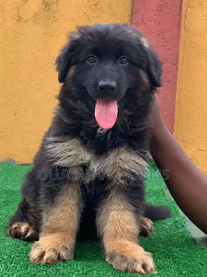 3-6 months Male Purebred German Shepherd