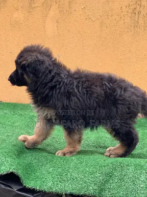 3-6 months Male Purebred German Shepherd