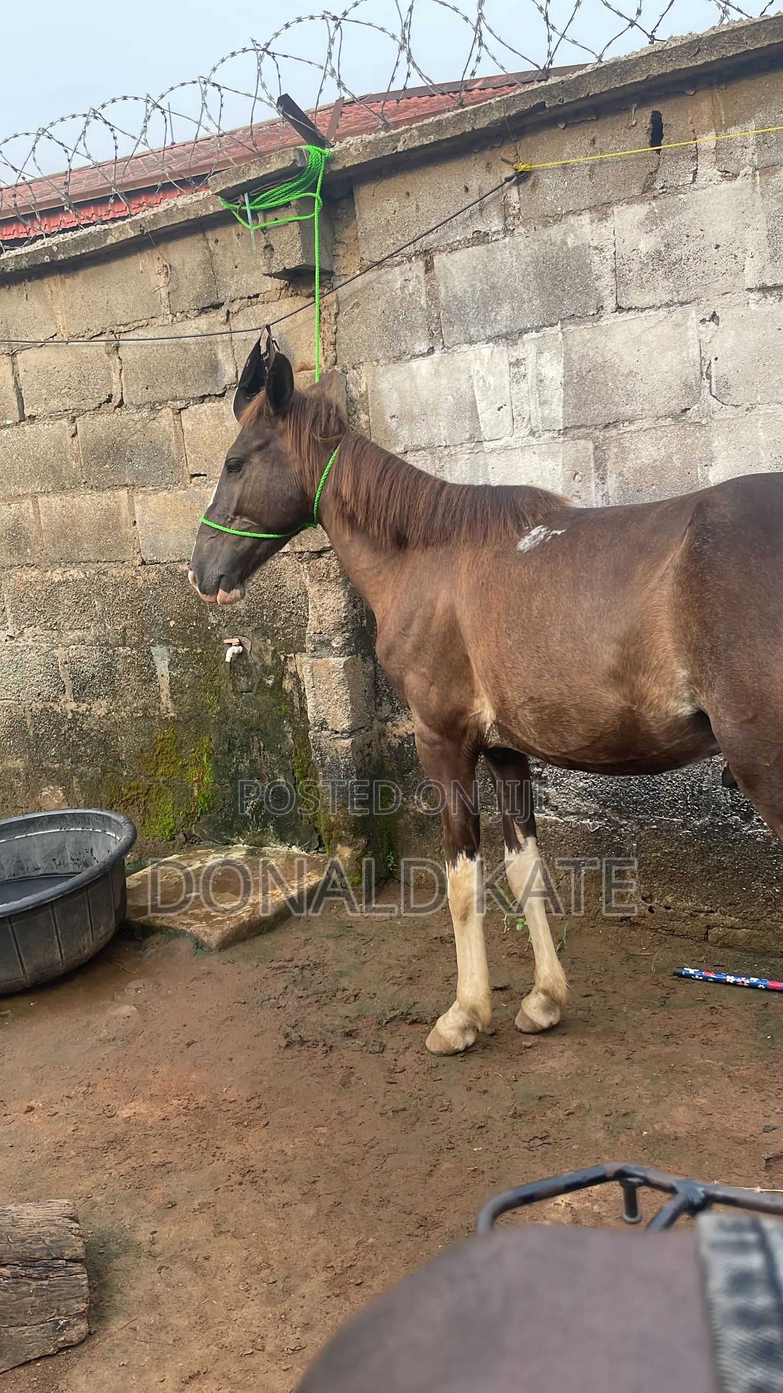Horse for Sell