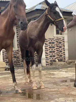 Horse for Sell