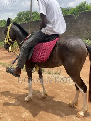 Horse for Sell