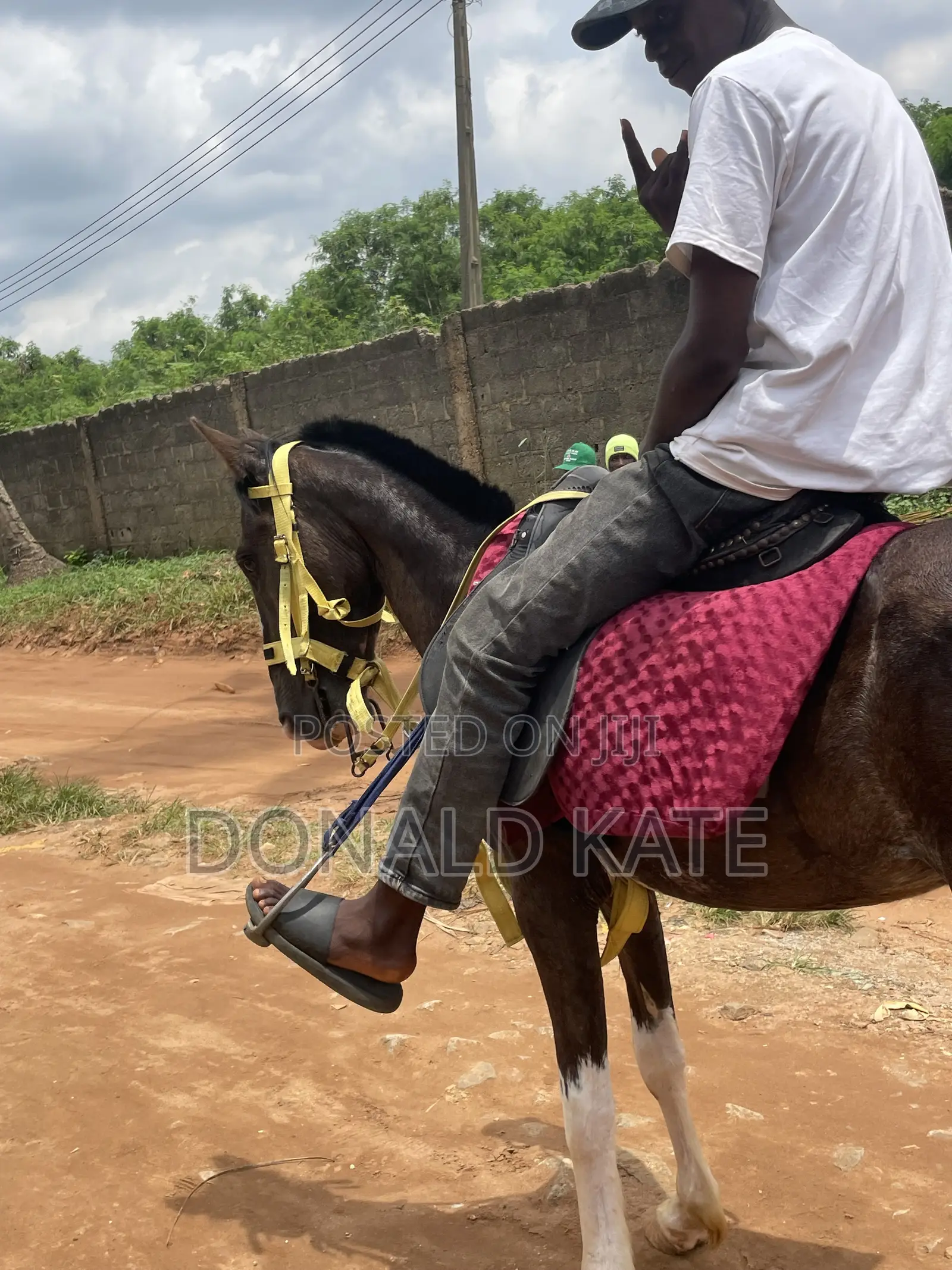 Horse for Sell
