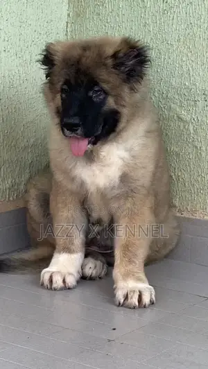 1-3 months Female Purebred Caucasian Shepherd