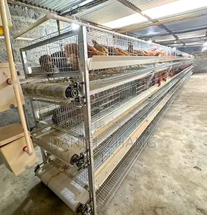 H Type Layer Cages With Manure Belt Remover
