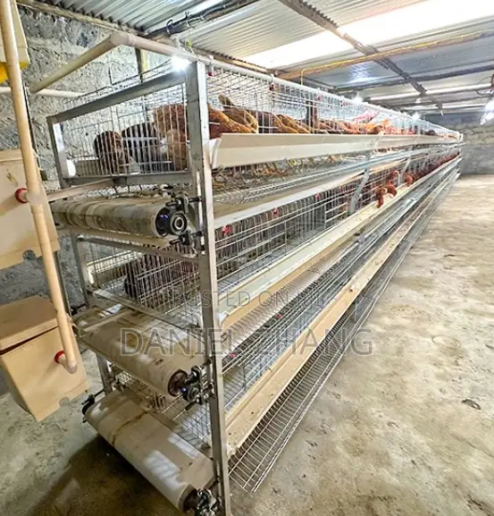 H Type Layer Cages With Manure Belt Remover