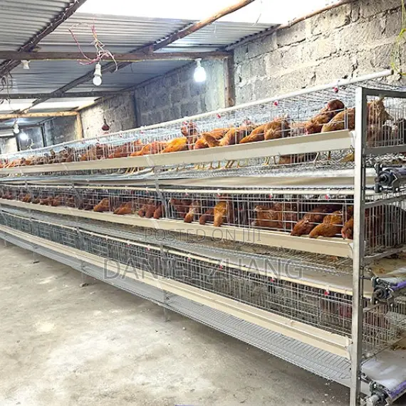 H Type Layer Cages With Manure Belt Remover
