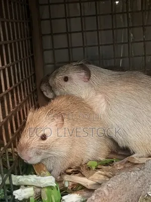 Middle Aged Grasscutters for Sale